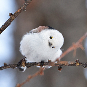 Bird on a branch