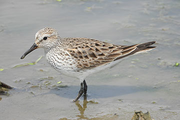 Photo of western sandpiper
