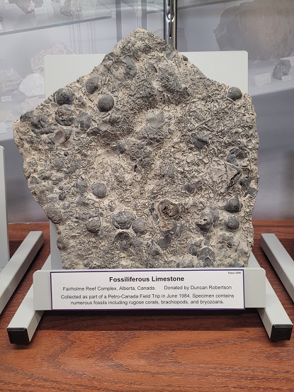 Paleontology Collection Sample 3399 from the Fairholme Reef Complex, Alberta, Canada.