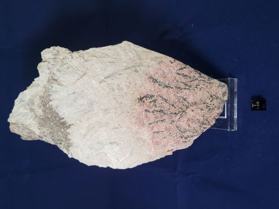 Suffel Sample 30471 - Dendritic columbite